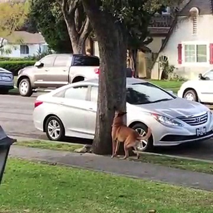 Un écureuil nargue un chien... Tellement drôle
