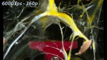MOST SATISFYING SLOW MOTION SHOT EVER!! - EXPERIMENT AT HOME ( 720 X 1280 )