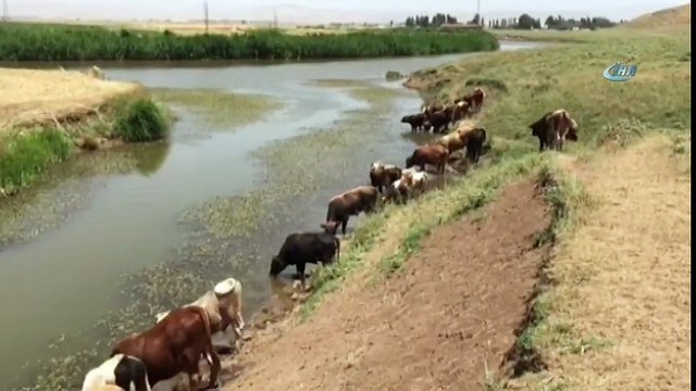 Sıcaktan Bunalan Hayvanlar Baraj Suyunda Serinliyor