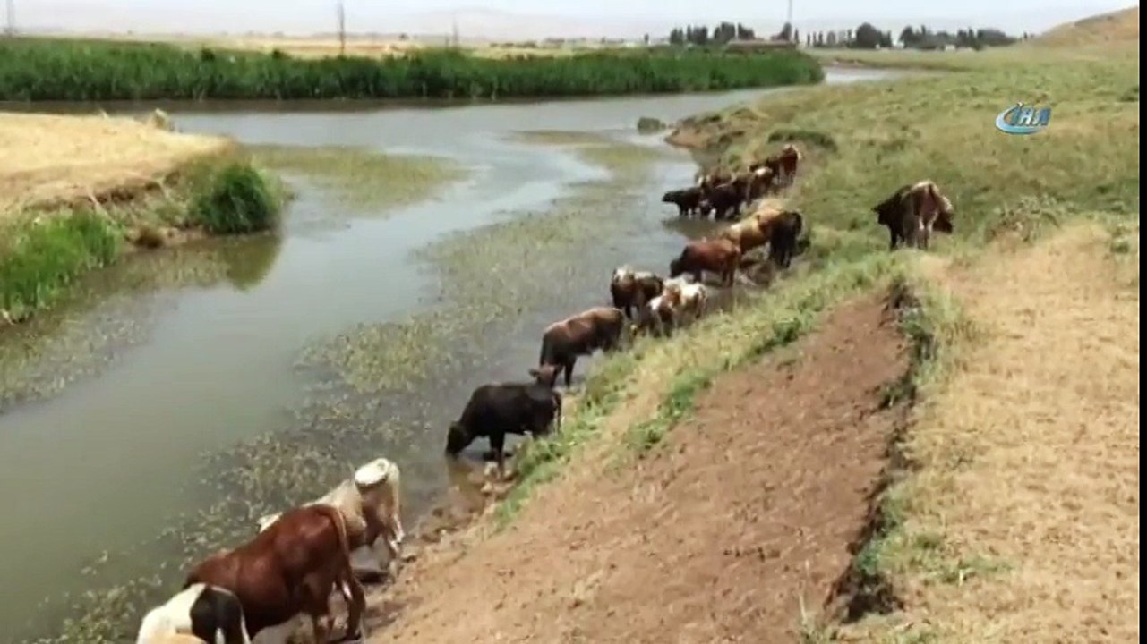 Sıcaktan Bunalan Hayvanlar Baraj Suyunda Serinliyor