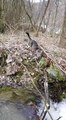 Cat Jumping Over A Creek In Slow Motion