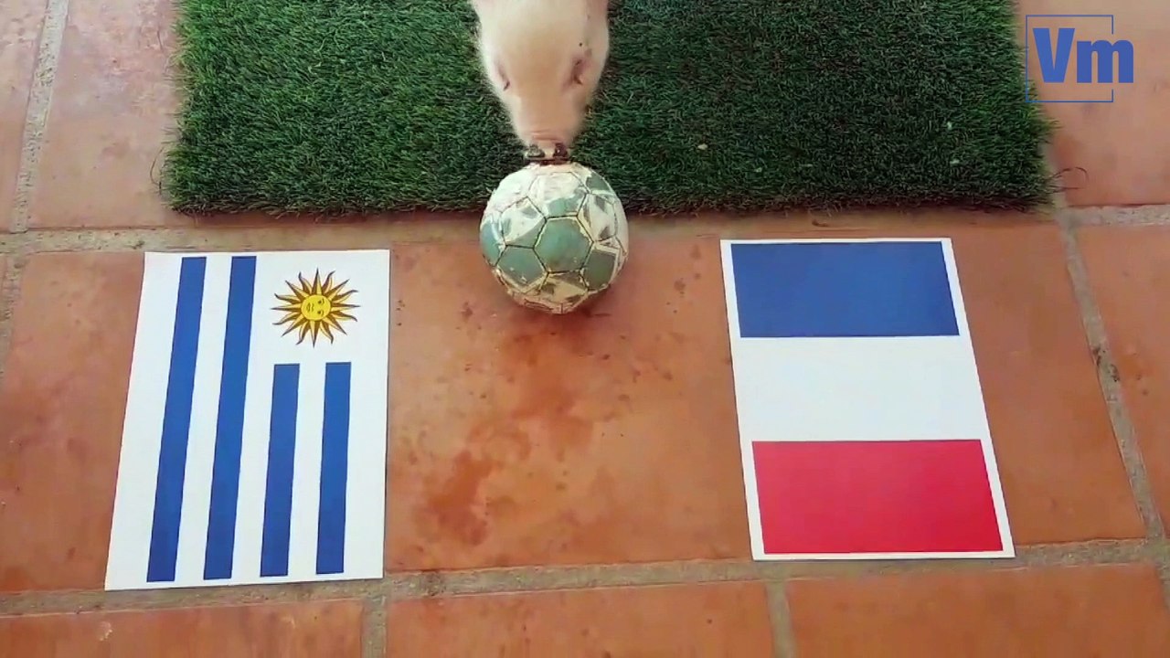 Marcel, petit cochon revestois, pronostiqueur de la Coupe du monde de football