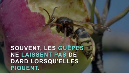 Piqûre de guêpe : 3 choses à ne pas faire