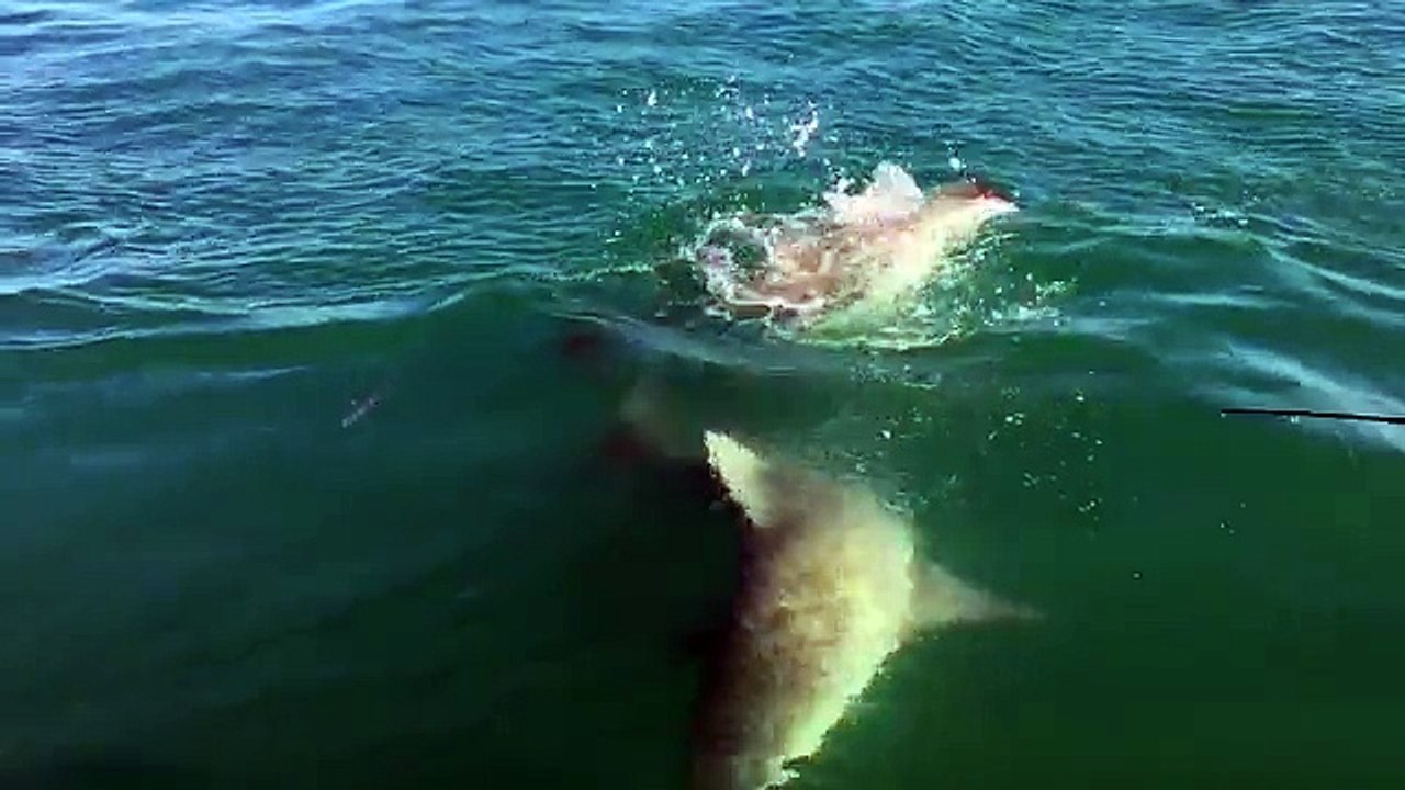 Un requin mange la queue dun requin
