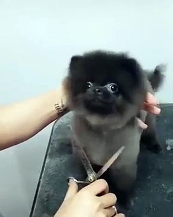 Un chien se fait toiletter sur la musique DuckTales