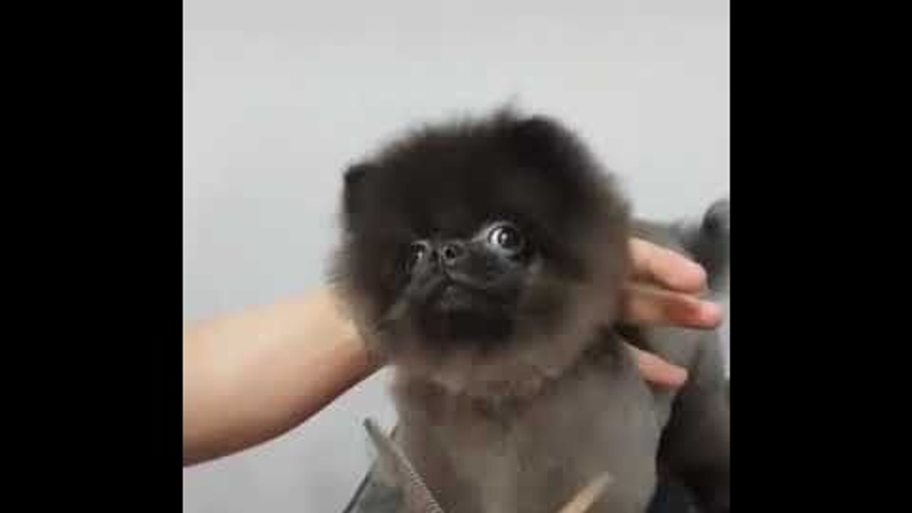 Un chien se fait toiletter sur la musique DuckTales