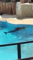 La Fondation Brigitte Bardot annonce qu'un dauphin capturé en Floride se laisse mourir au Parc Astérix 
