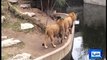 خیالوں میں کھویا شیر چہل قدمی کے دوران تالاب میں جا گرا، ویڈیو انٹرنیٹ پر وائرلمکمل تفصیلات پڑھیں: