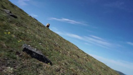 Télécharger la video: Il se met à hurler pour faire fuir l'ours qui l'a pris en chasse