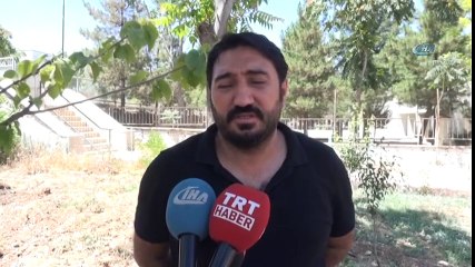 Gercüş'te Fıstık Ağaçları Aşılanmaya Başlandı