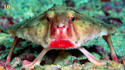 Most BIZARRE & UNIQUE Animals In The WORLD!!!