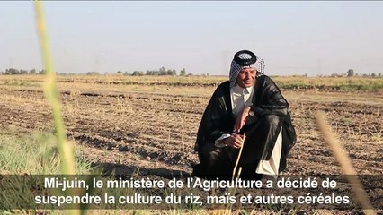 Le riz "ambre", trésor national d'Irak, frappé par la sécheresse
