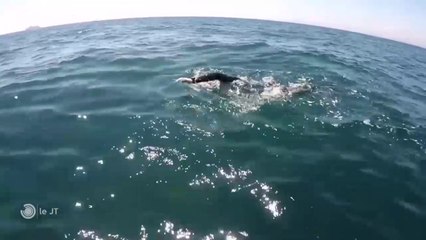 A LA UNE/  Il traverse la Manche à la nage - 03/07/2018