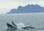 Humpback Whales Sing Before One Surfaces to Feed in Alaska National Park