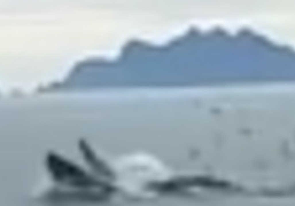 Humpback Whales Sing Before One Surfaces to Feed in Alaska National Park