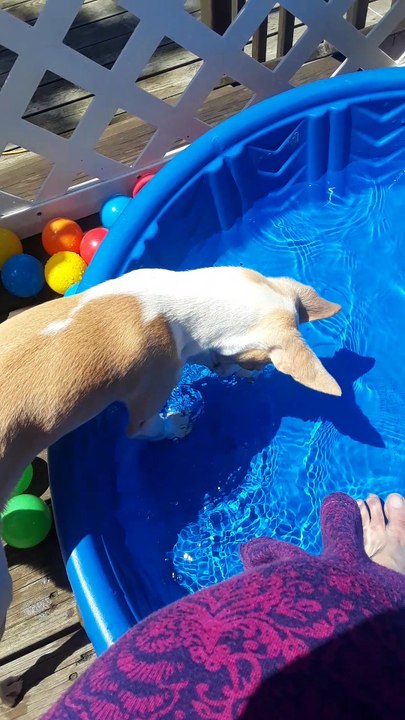 Nelson dans sa piscine qui joue avec son ombre