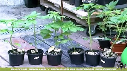 CAP 3: SISTEMAS BIOLOGICOS - CANNABIS INDOOR