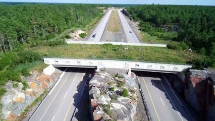 Bridges For Animals To Safely Cross Freeways Are Popping Up Around The World