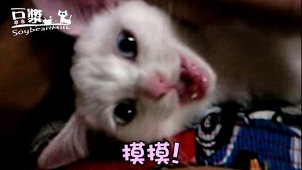 【豆漿 - SoybeanMilk】超珍貴影片！三個月小豆漿登場！