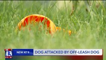Dog Attacked by Neighbor's Off-Leash Dog, County Law Says Owner Not at Fault