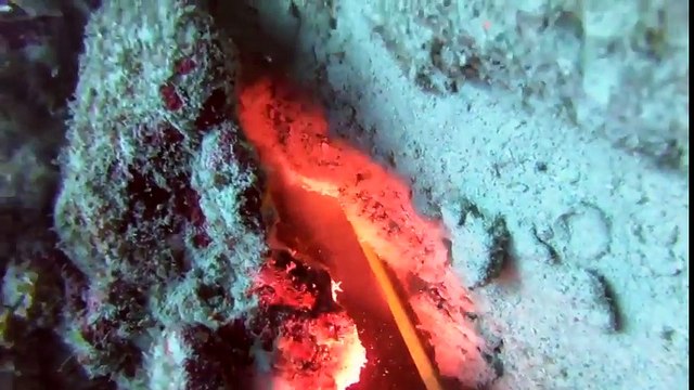 Ce pêcheur s'en prend à un requin qui lui vole ses poissons !