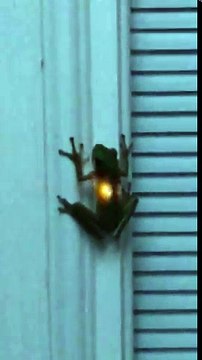 Luciole avalée : cette grenouille brille à travers la peau !