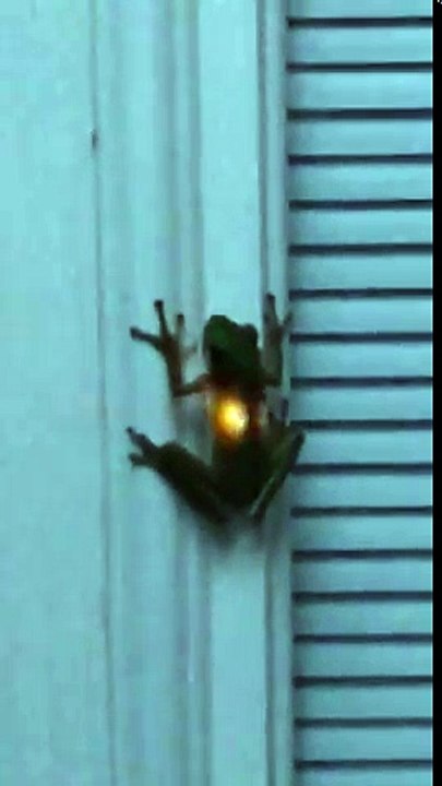 Luciole avalée : cette grenouille brille à travers la peau !