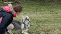 Oveja y perro pasaron un día de lo más divertido jugando en el campo