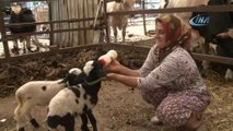 Antalyalı Kadın Çiftçiden Anneleri Doğumda Ölen İkiz Kuzulara ‘Özel Anne’ Şefkati