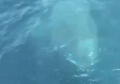 Shark Appears Next to Coast Guard Boat Off Maine