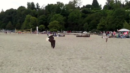 Un aigle prend en chasse une mouette et ne lui laisse aucune chance