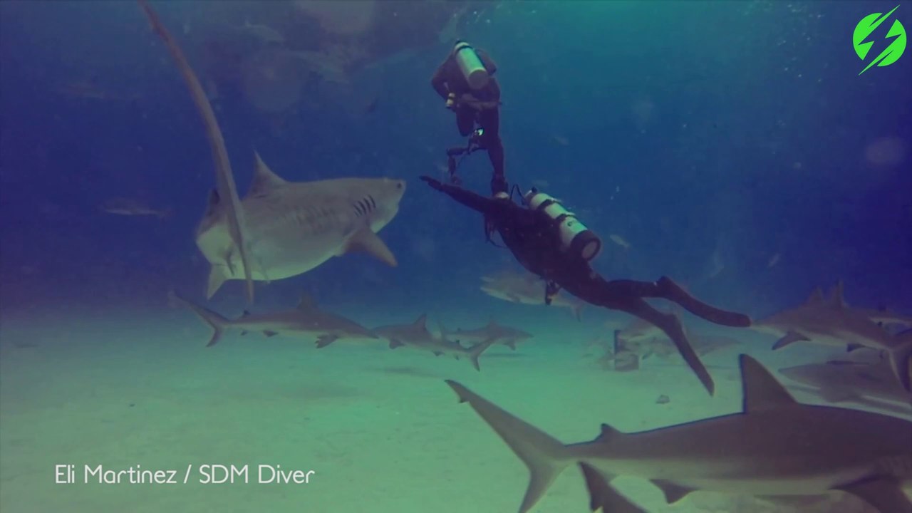 Un plongeur sauve son ami sur le point de se faire mordre par un requin