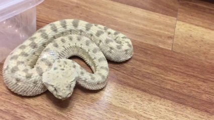 Il filme son serpent à sonnettes au plus près et c'est impressionnant