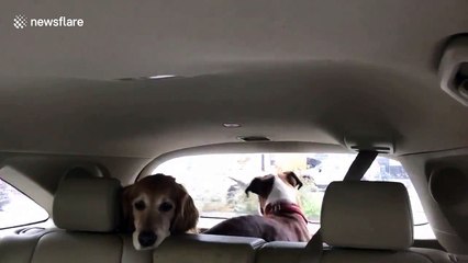 Look on dog’s face as pal barks mindlessly at wipers is priceless