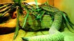 Big Rattlesnake Viper Snake is Venomous Pet