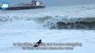 Pet Owner Risks Her Life To Save Dog From High Tides | Viral Mojo
