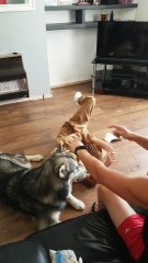 One of These Dogs is Not Like the Other