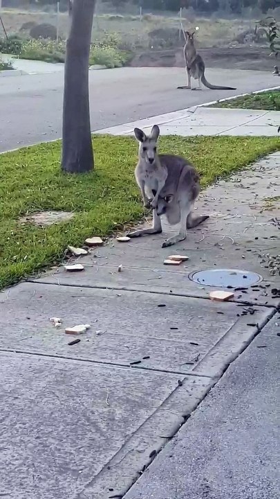 Kangaroo Family Frolicking in the Neighborhood
