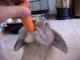 Young little rabbit eating a carrot