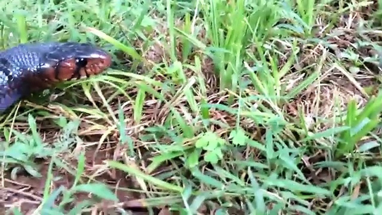 Amazing Hero Rabbit Save Rabbit Baby From Snake Python Hunting   Hero Aniamals Save Another Animals