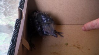 Rescued Wild bird from a cat attack
