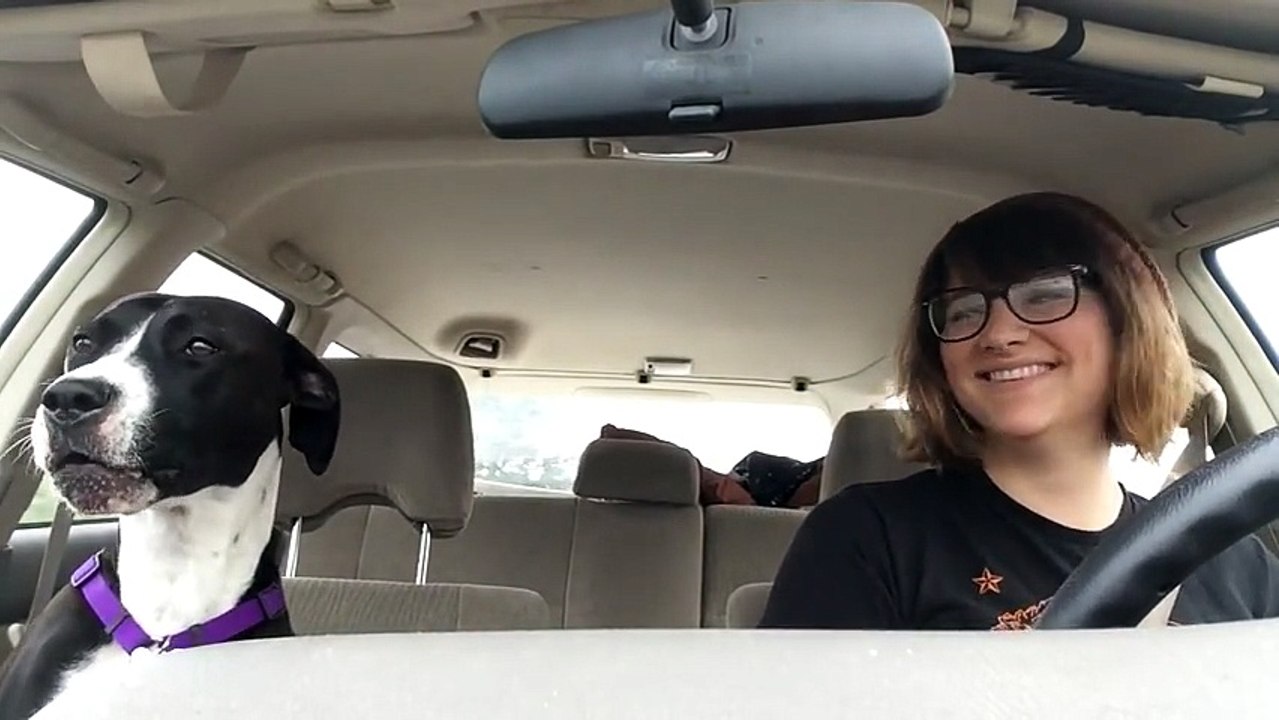 Dog Howls Along To A Michael Jackson Hit