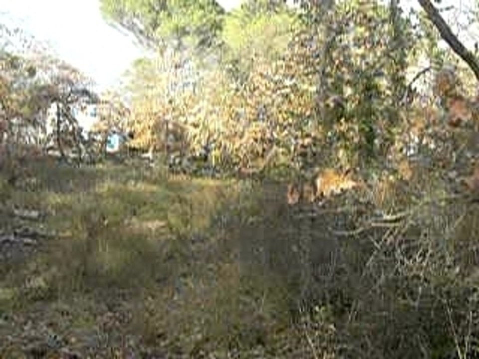 saut au fond du jardin