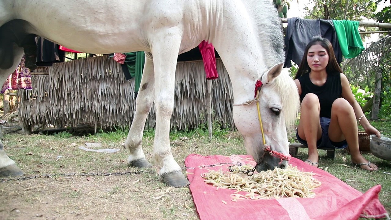 OMG ! The girl encounters a great horse So Funny for girl