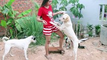 Funny beautiful girl training dogs on the pitch