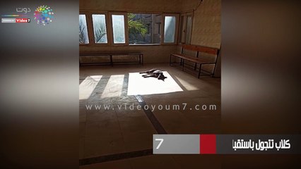 كلاب تتجول باستقبال العيادات الخارجية بمستشفى ناصر بشبرا الخيمة