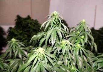 Police Seize Nearly 300 Cannabis Plants From House