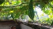 Trồng xen canh + khổ qua + đậu bắp - Tự trồng rau sạch tại nhà