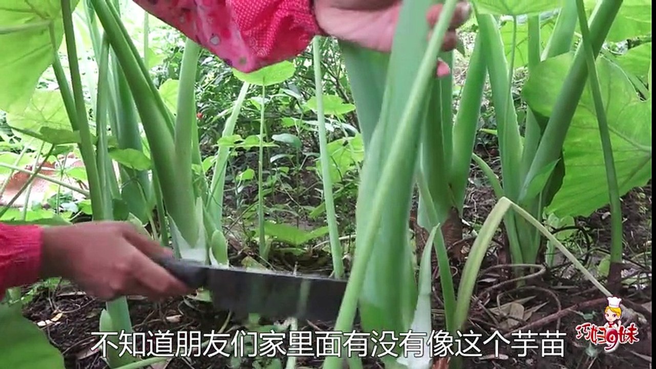 别看这种芋苗1米多高，巧妇9妹做成咸菜就只有一小罐，味道会如何
