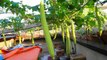 Trồng dưa leo sân + mướp thái trên sân thượng (nhìn đã mắt) - Tự trồng rau sạch tại nhà